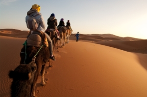 Camel Caravan - Moroccan Sahara